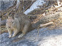 Our lunchtime visitor